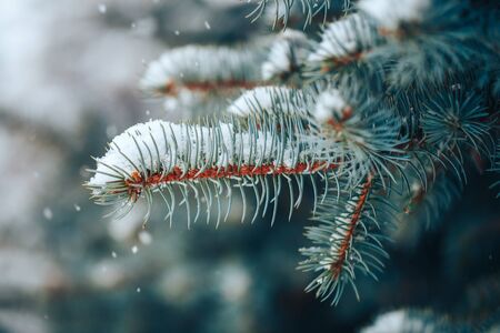 Blue spruce outdoorの写真素材