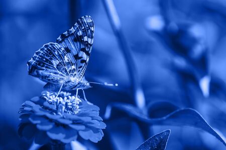Close-up macro of blue butterflyの写真素材