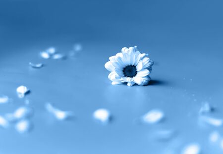 white flower daisy on blue backgroundの写真素材