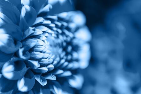Close-up of dahlia red flower macro photo.の写真素材