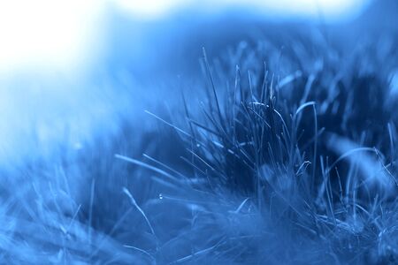 bright green Grass. Fresh spring grass with sunlight. Sun. Soft Focus. abstract nature. selected focusの写真素材