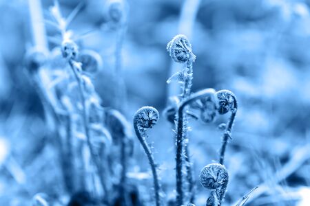 Fern fiddlehead unfurling with blue tonedの写真素材