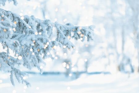white christmas frosty tree, Merry christmas background with holiday golden bokeh. Winter day.の写真素材
