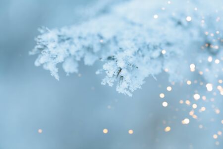 Christmas background with snowy fir trees
