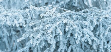 Branches of blue spruce is covered with frostの写真素材