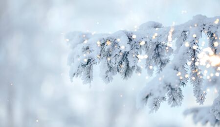 white christmas frosty tree, Merry christmas background with holiday golden bokeh. Winter day.の写真素材