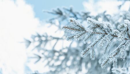 Christmas tree with snow outdoor, frozen branch of spruce with snow, colden winter day.の写真素材