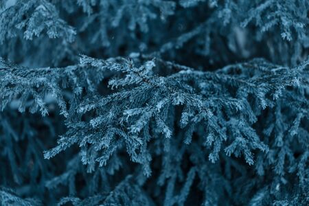 Pine branches covered with hoarfrost