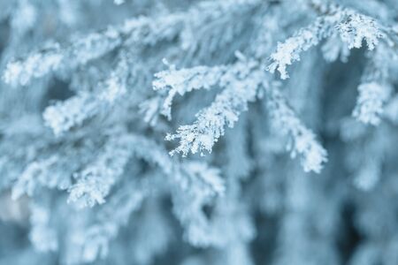 Branches of blue spruce is covered with frostの写真素材