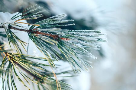 Pine branches covered with hoarfrost. Spruce on sunny winter day. White snow.の写真素材