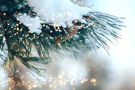 Outdoor christmas tree fir with small bokeh lights, Happy New Year.の写真素材