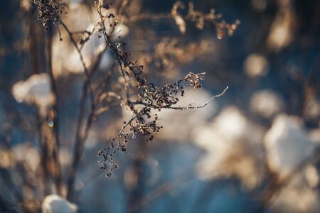 Winter landscape with frosty trees and bushes white snowy sunny winter day.の写真素材