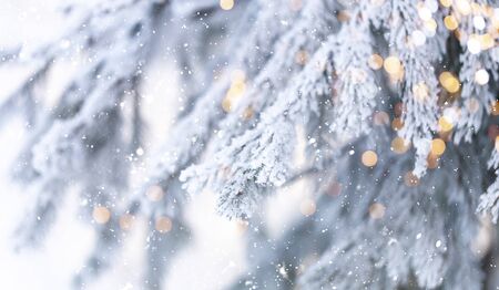 Christmas tree backgroundの写真素材