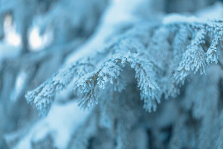 Close up macro Frozen blue spruce in white frost. White fir really fairytale winter. Christmasの写真素材