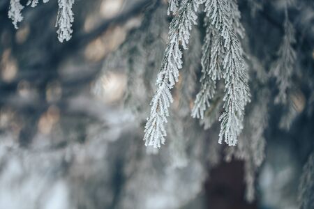 Christmas tree with snow outdoor, frozen branch of spruce with snow, colden winter day.の写真素材