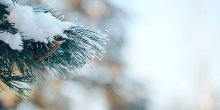Pine branches covered with hoarfrost. Spruce on sunny winter day. White snow.