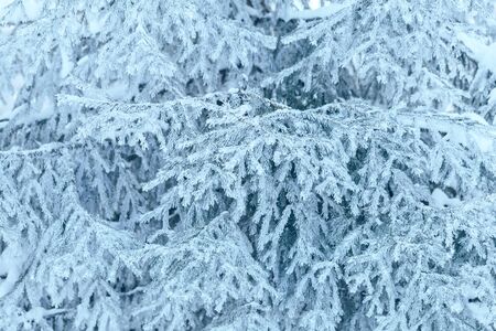 Branches of blue spruce is covered with frostの写真素材