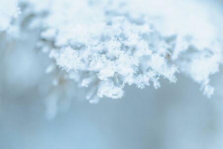 Branches of blue spruce is covered with frostの写真素材