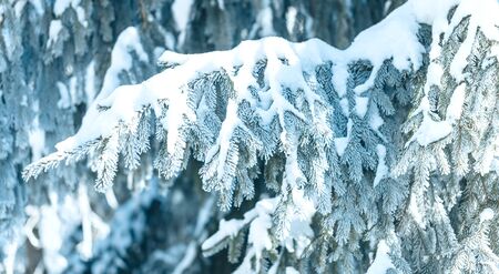 Christmas tree with snow outdoor, frozen branch of spruce with snow, colden winter day.の写真素材