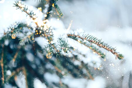 Christmas tree backgroundの写真素材