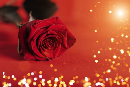 Red one Rose on shining red background with bokeh circles, Valentine's day, Mother's day. Glitter background.の写真素材