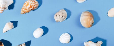 Seashells pattern on a blue background. Hello Summer concept. shell assortiment. Top view, banner.の写真素材