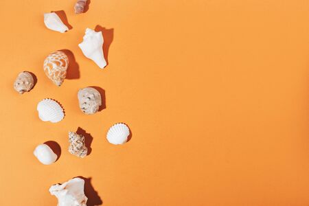 Seashell collection isolated on white backgroundの写真素材