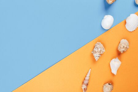Seashell collection isolated on white backgroundの写真素材