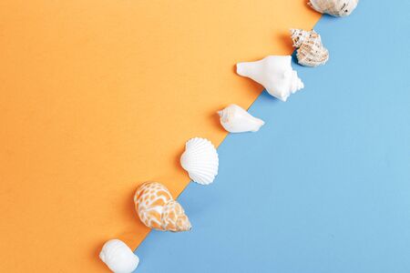 Seashell collection, shells in line on blue and orange background, space for text.の写真素材