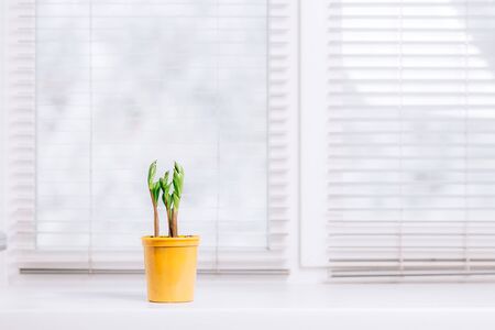 A small green plant pot zamioculcas displayed in the white window. Modern interior.