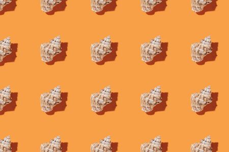 Seashells pattern on a orange background.の写真素材