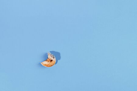 Alone Broken shell on blue background with hard dark shadow. Flat lay.