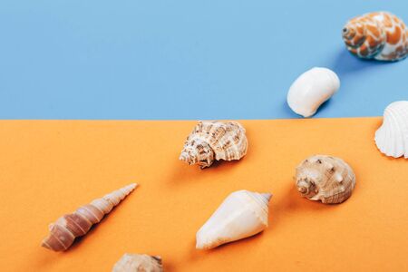 Seashell collection isolated on white backgroundの写真素材