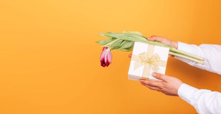 gift and tulips in male handsの写真素材