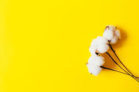 fluffy stalk of cottonの写真素材