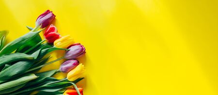 beautiful multi-colored tulips on a yellow background, top view, flowers in the corner of photo, long banner.の写真素材