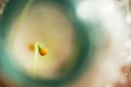 small fresh seed shoot, macro photography, spring time, the awakening of natureの写真素材