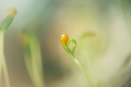 small fresh seed shoot, macro photography, spring time, the awakening of natureの写真素材