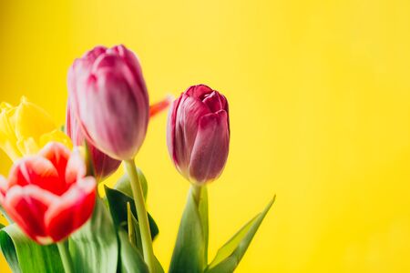 beautiful multi-colored bouquet of tulips on yellow background spring timeの写真素材