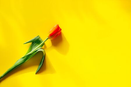 beautiful tulip on a yellow backgroundの写真素材