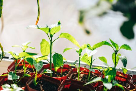 Young seedlings under the sun in pots, spring time, how to transplant seedlings, agriculture, how to...