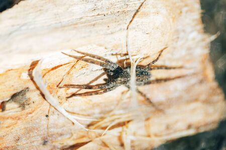 creepy spider basking in the sun, spring time, arachnophobia, fear of spiders, spiders lifestyle in...