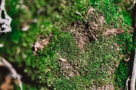 beautiful green moss close up in the wildの写真素材