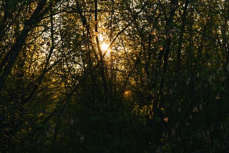 Sunlight through a dense grove of forest at sunsetの写真素材
