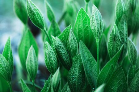 Blooming beautiful green flowers, the awakening of nature after winter, wild flowersの写真素材