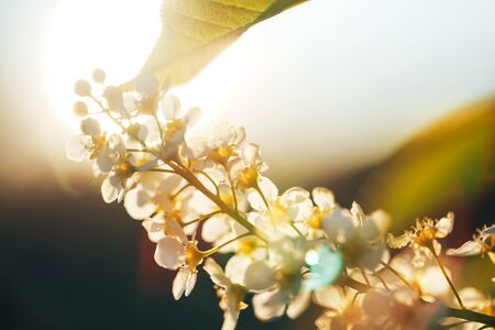 Beautiful cherry blossom, macro shot of white flowers, the awakening of nature.の写真素材