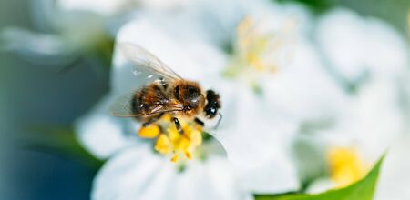 Wild bee collects nectar from blooming flowers in the open air on a sunny day, pollination of flowers.の写真素材