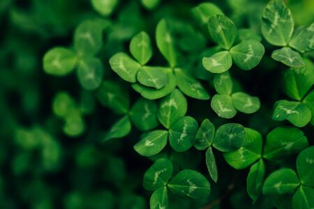 Macro shot of clover bushes, beautiful three-leaf clover. Green nature backgroundの写真素材