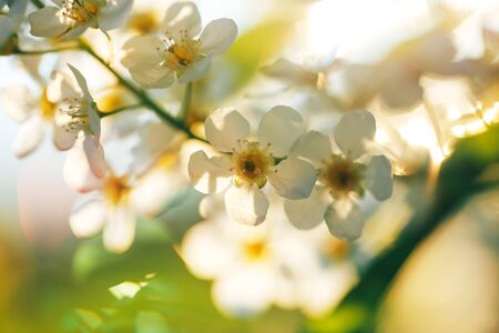 Beautiful cherry blossom, macro shot of white flowers, the awakening of nature.の写真素材
