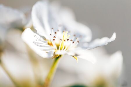 Beautiful flowering apple tree, macro photo of the flower pestles and stamens.の写真素材